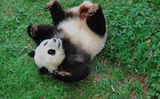 Post image for Today’s Pandacam Calendar: Panda Drawing and Shadow Puppets + Panda Aerobics